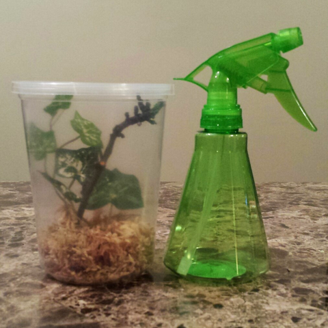 Praying Mantis Habitat Starter Kit