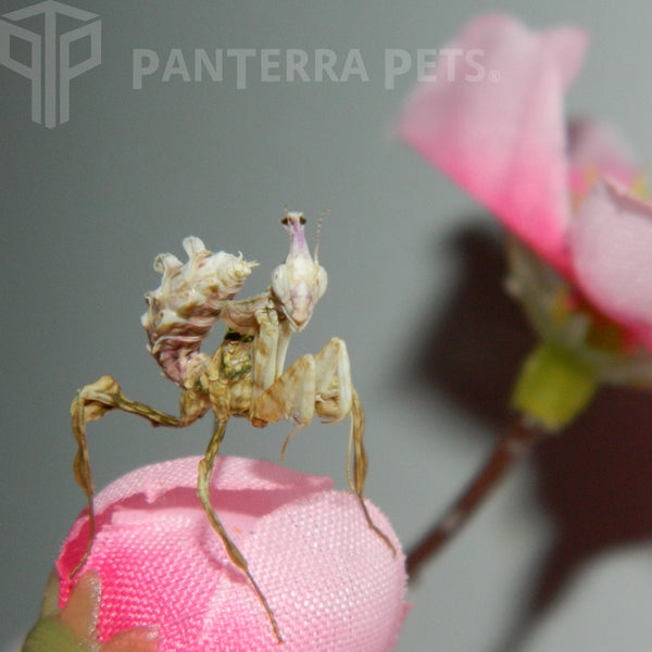 Giant Devil's Flower Mantis (I. diabolica)