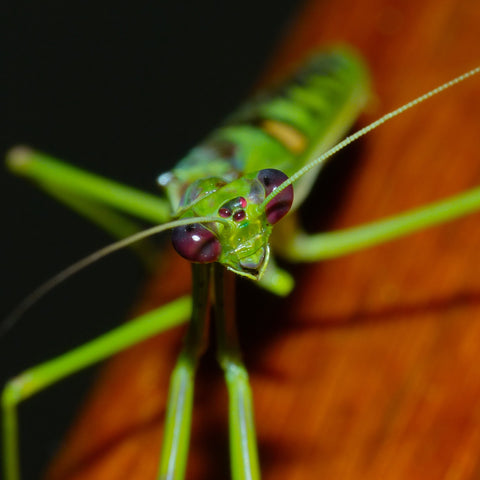 Zebra Mantis (O. zebrata)