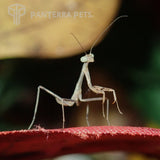 Giant Asian Mantis (H. membranacea)