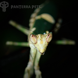 Jewelled Flower Mantis (C. gemmatus)