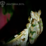 Jewelled Flower Mantis (C. gemmatus)