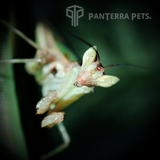 Jewelled Flower Mantis (C. gemmatus)