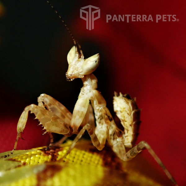 Jewelled Flower Mantis (C. gemmatus)