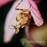 Jewelled Flower Mantis (C. gemmatus)
