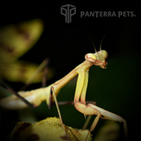 Giant Asian Mantis (H. membranacea)