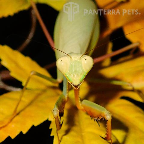 Golden Giant Asian mantis (H. venosa)