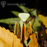 Golden Giant Asian mantis (H. venosa)