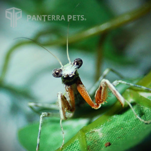 Grizzled Mantis (G. grisea)