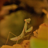 Golden Giant Asian mantis (H. venosa)