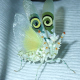 Spiny Flower Mantis (P. wahlbergii)