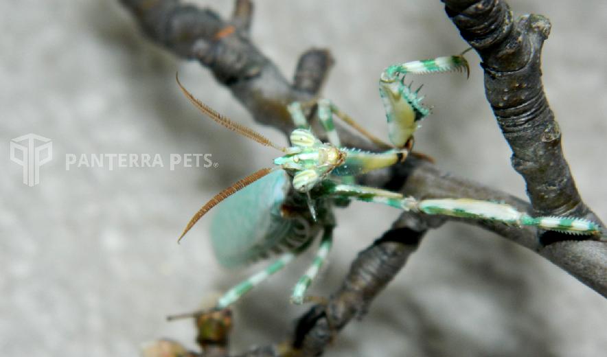 Thistle Mantis (Blepharopsis mendica) adult male